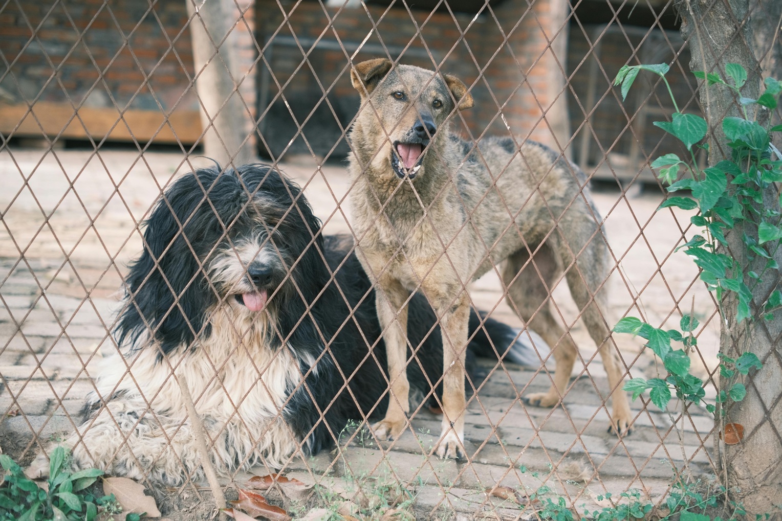 Dog rescue in Kampala