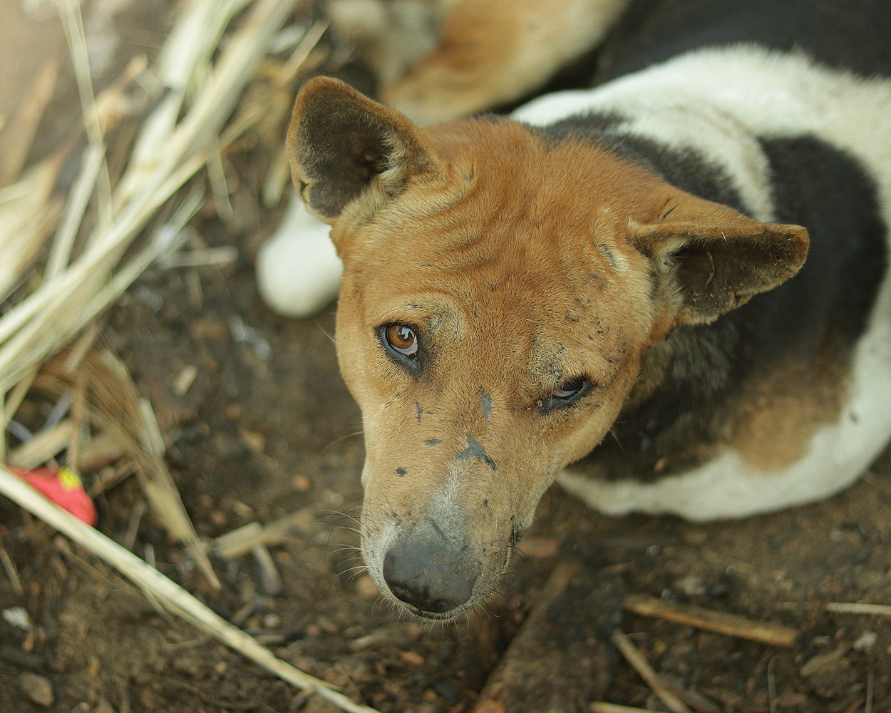 Happy rescued dog 1