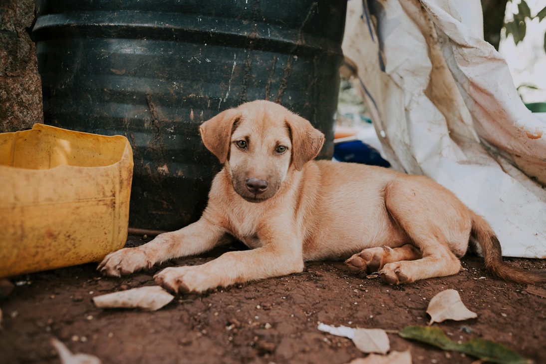 Happy rescued dog 4