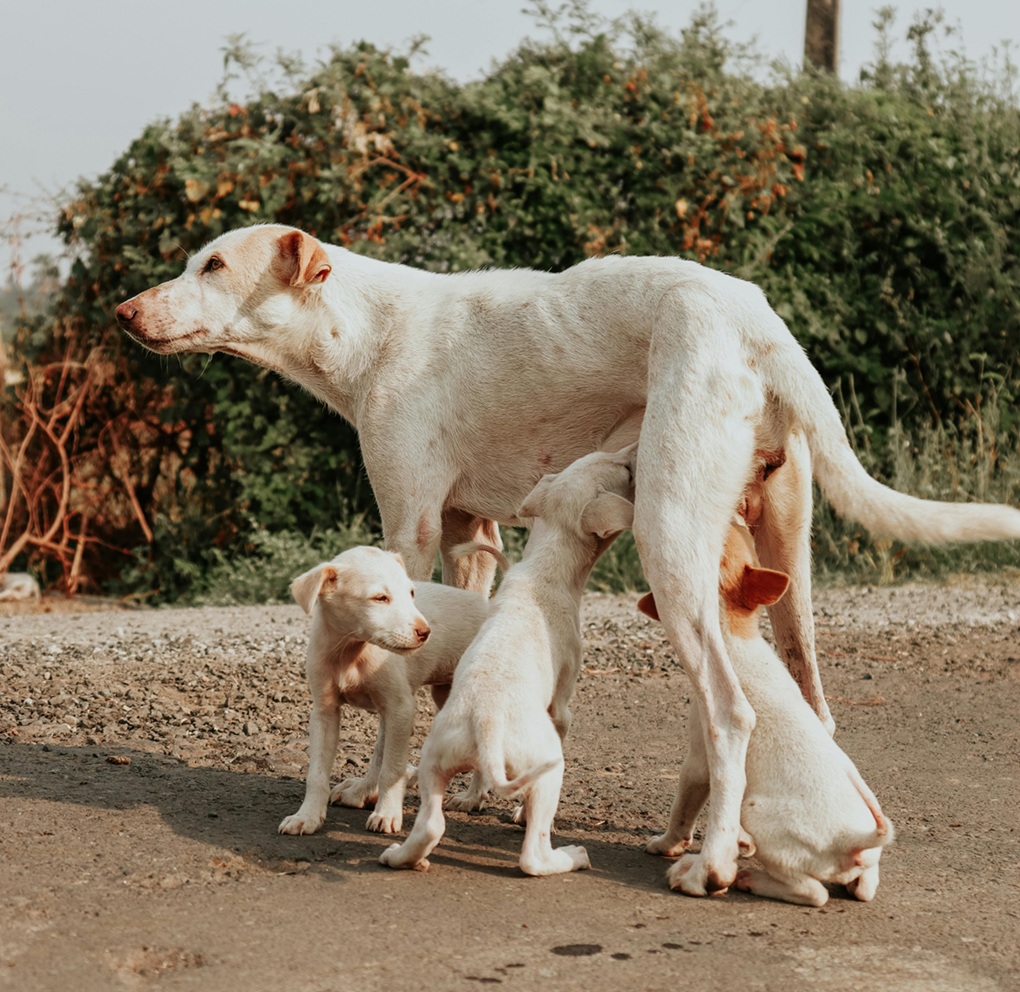 Happy rescued dog 5
