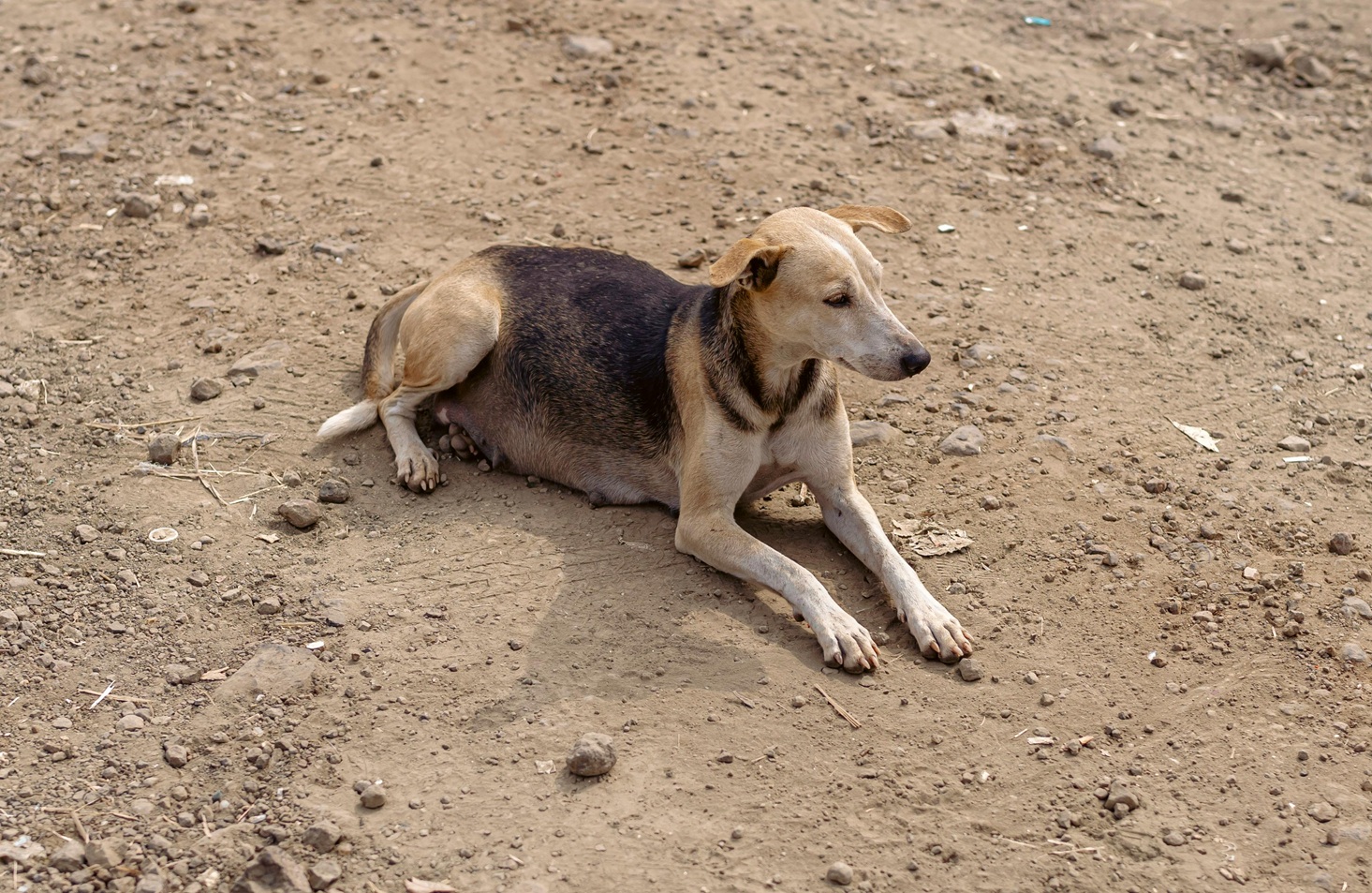 Happy rescued dog 6