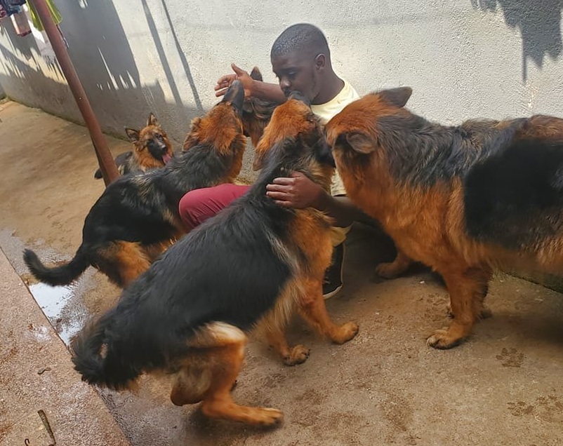 Happy rescued dogs