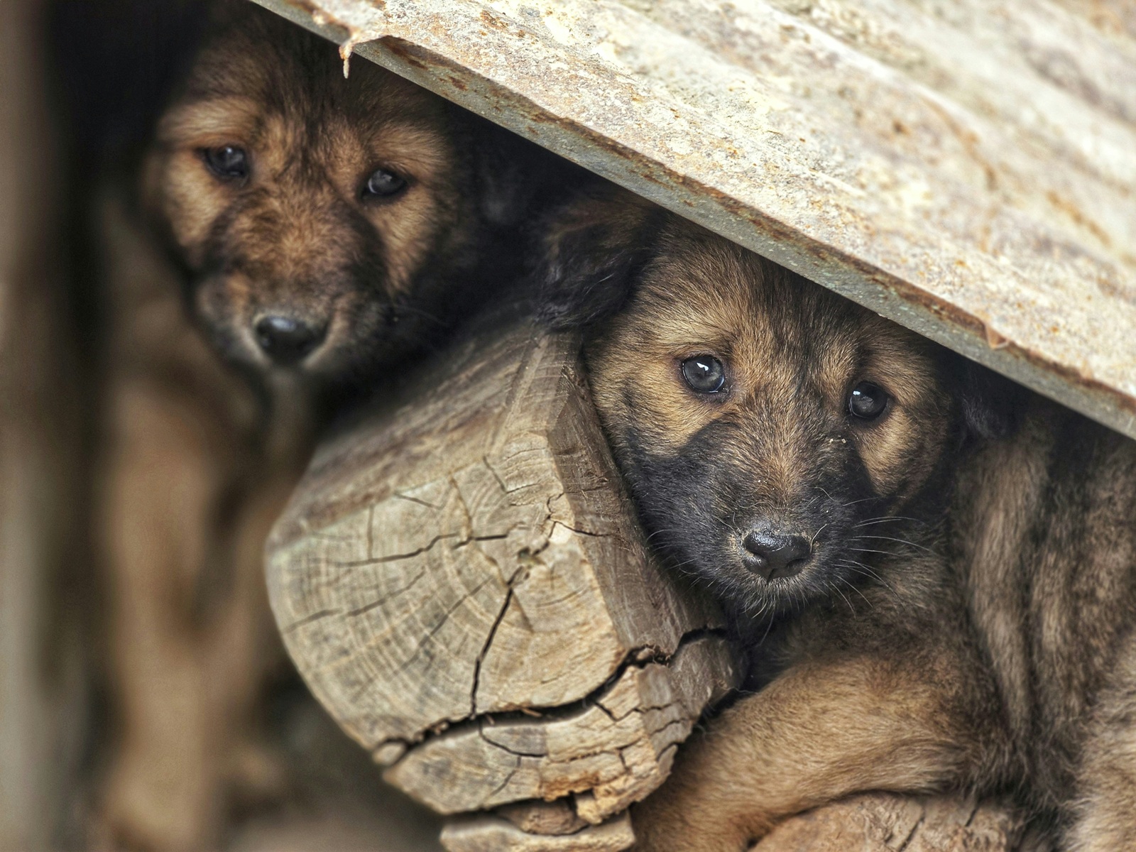 UncleDogs Rescue team